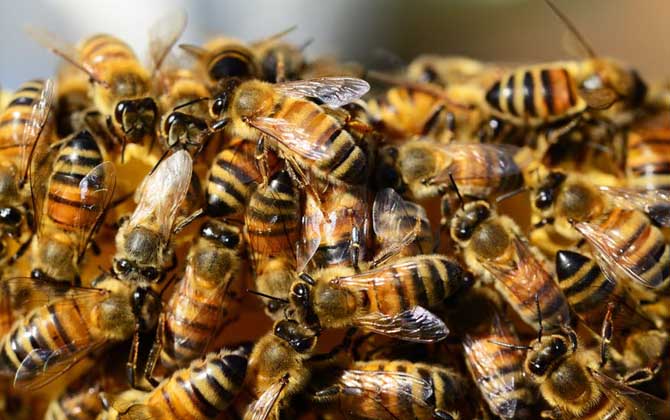 蜜蜂养殖有发展前景吗(养蜂能赚到钱么)