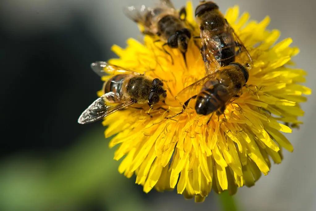 工蜂尾巴变白是什么原因(为什么蜜蜂尾部会出现白色物质)
