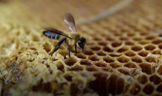 工蜂尾巴变白是什么原因(为什么蜜蜂尾部会出现白色物质)