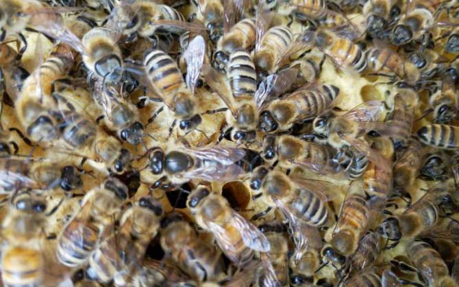 春繁蜜蜂怎么起群(春繁蜜蜂怎么样做起群快)