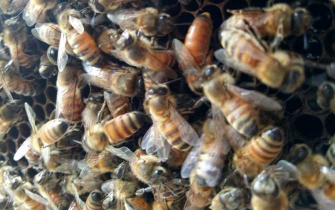 春繁蜜蜂怎么起群(春繁蜜蜂怎么样做起群快)