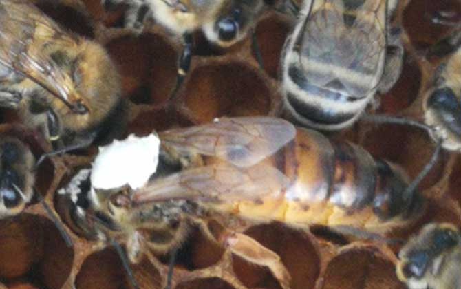 春繁蜜蜂怎么起群(春繁蜜蜂怎么样做起群快)