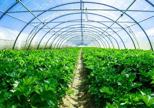 丽蚜小蜂 – 天敌昆虫丽蚜小蜂品种介绍