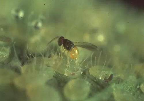 丽蚜小蜂 – 天敌昆虫丽蚜小蜂品种介绍