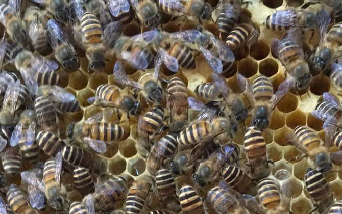 工蜂产卵喂蜂王浆能培育出蜂王吗（工蜂产卵可以育王吗）