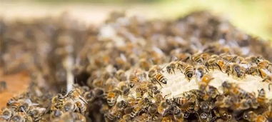 ​工蜂只采粉是什么原因（为什么蜜蜂只采花粉是什么原因）