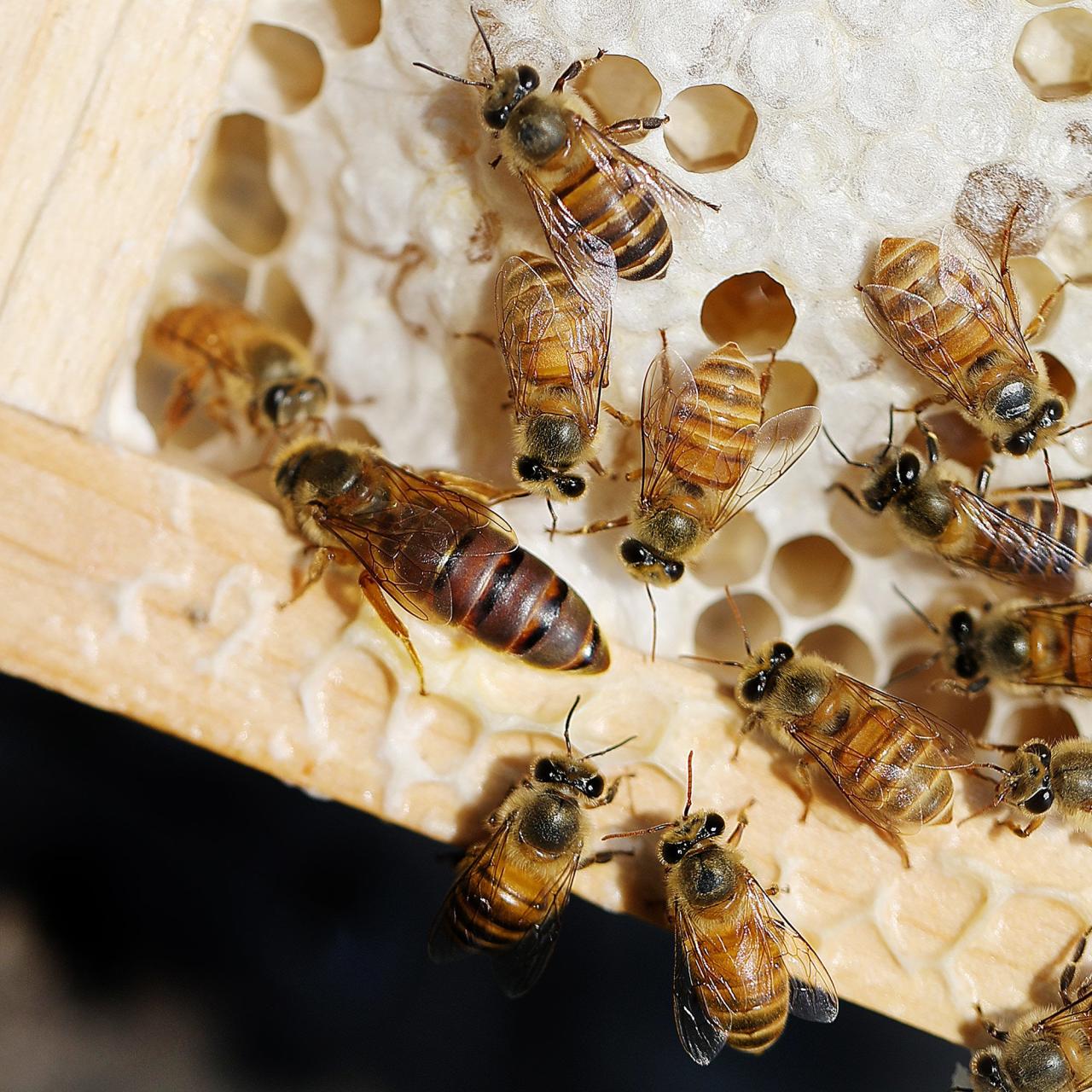 在大蜂场摇蜜是白天摇还是晚上摇（摇蜂蜜最好的时间）
