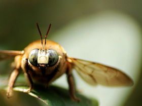 熊蜂中工蜂和雄蜂的区别是什么（雄蜂和工蜂的区别）