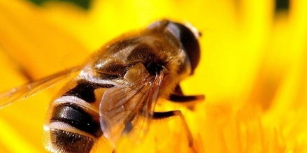 中蜂和高加索蜂的区别(中蜂和高加索蜂的对比)