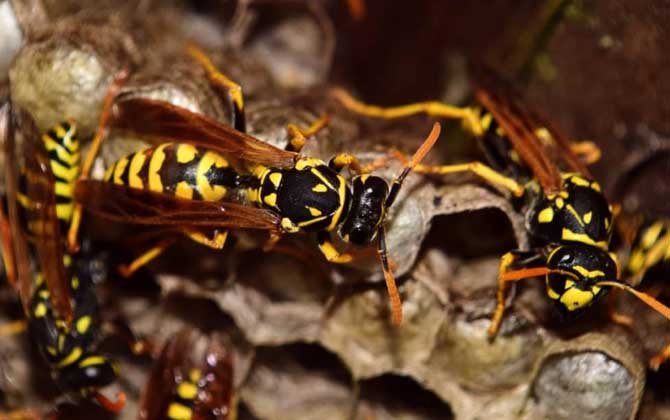 怎么避免马蜂回来报仇(驱赶马蜂的方法)