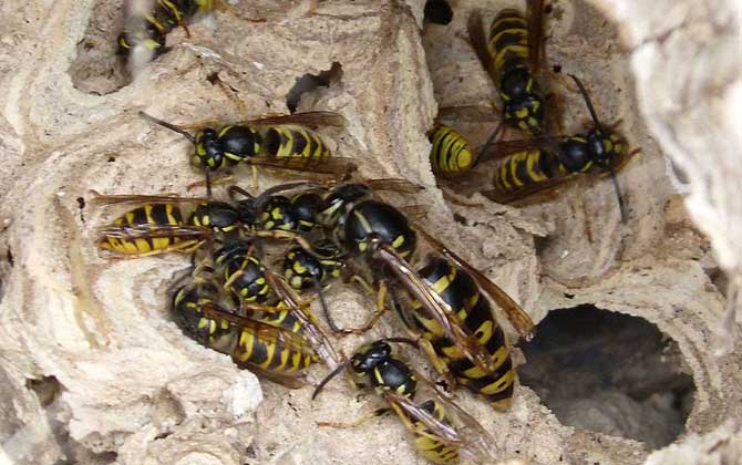 怎么避免马蜂回来报仇(驱赶马蜂的方法)