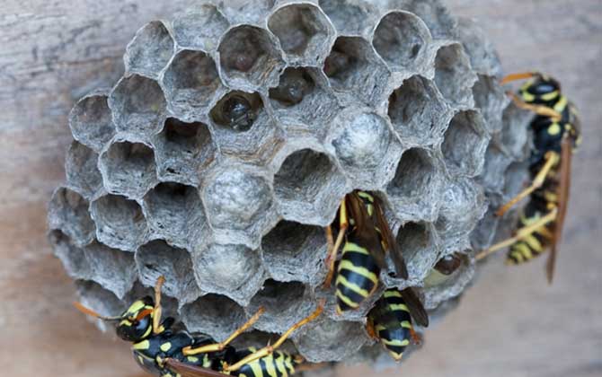 怎么避免马蜂回来报仇(驱赶马蜂的方法)