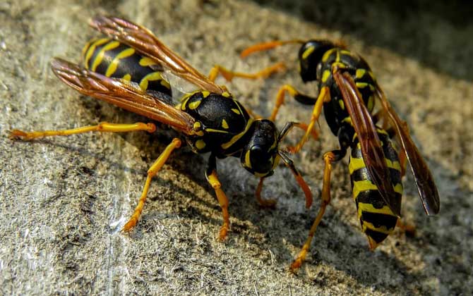 怎么避免马蜂回来报仇(驱赶马蜂的方法)