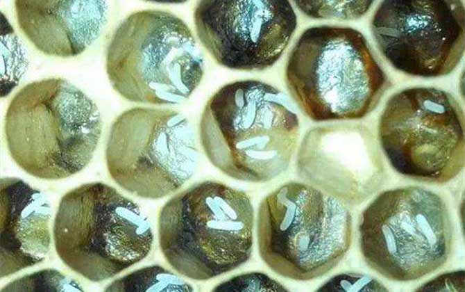 工蜂产卵后能活多久(工蜂能活多长时间)