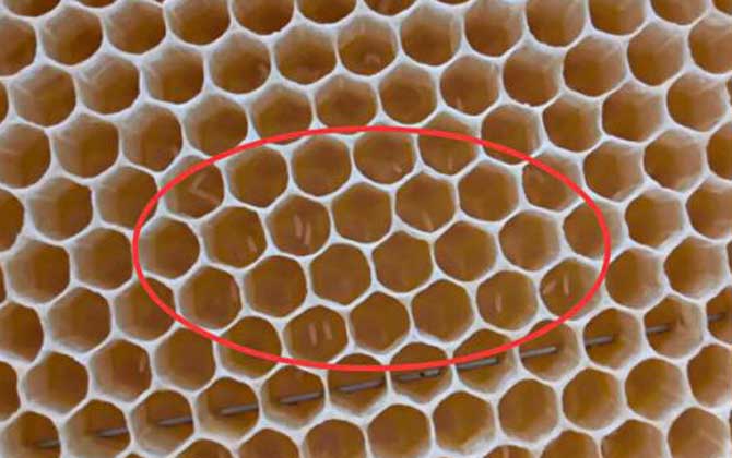 工蜂产卵后能活多久(工蜂能活多长时间)