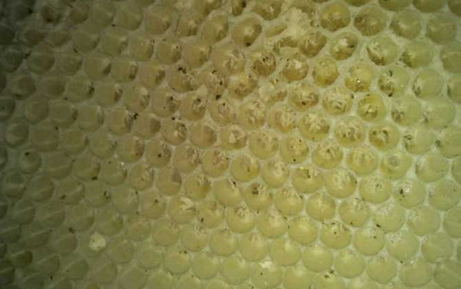 工蜂产卵后能活多久(工蜂能活多长时间)