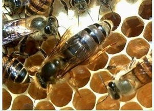 定地养殖意蜂会亏损吗(当地的蜜源情况)