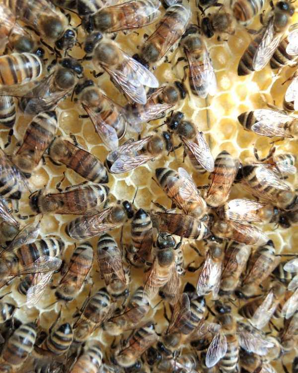 定地养殖意蜂会亏损吗(当地的蜜源情况)