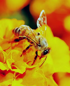 梦见加工蜂蜜是什么意思(梦见自己酿蜂蜜)