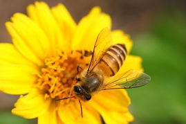 梦见加工蜂蜜是什么意思(梦见自己酿蜂蜜)