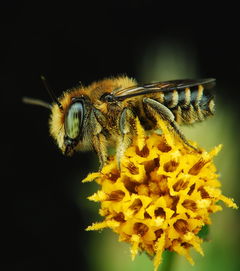 梦见加工蜂蜜是什么意思(梦见自己酿蜂蜜)