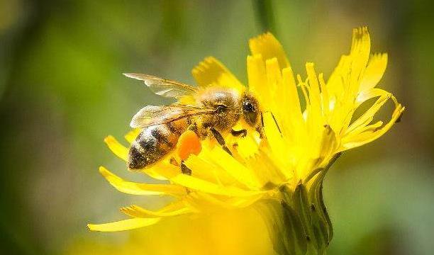 养殖意蜂收益好么(养殖意蜂,一定能产卵多、产量高、收益高吗)