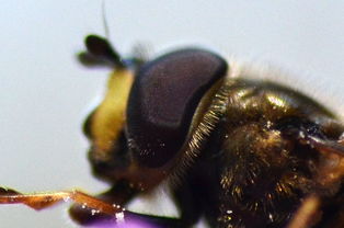 一窝蜜蜂有多少只蜜蜂(工蜂的数量大概有多少只)