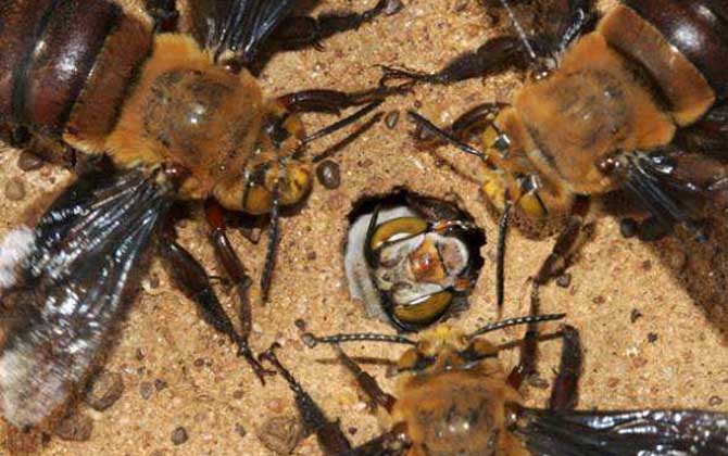 胡蜂毒性排行榜（世界上最毒的蜂排名前十名）
