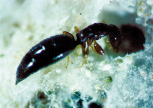 肿腿蜂 – 肿腿蜂简介和利用方法