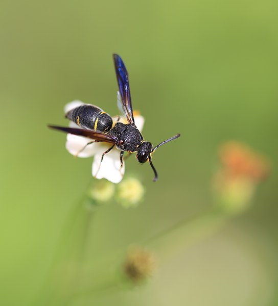 工蜂在蜂群中的作用是什么(工蜂在蜂群中的地位和作用是什么)