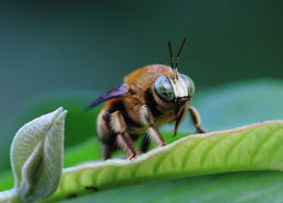 工蜂在蜂群中的作用是什么(工蜂在蜂群中的地位和作用是什么)