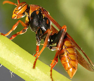 工蜂在蜂群中的作用是什么(工蜂在蜂群中的地位和作用是什么)