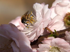 老年工蜂是什么颜色(侦查蜂和工蜂怎么区别)