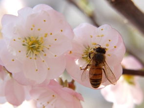 老年工蜂是什么颜色(侦查蜂和工蜂怎么区别)