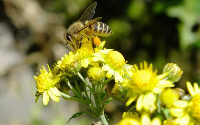 松丹二号与松丹一号哪个好（松丹一号蜂王与松丹二号蜂王区别）