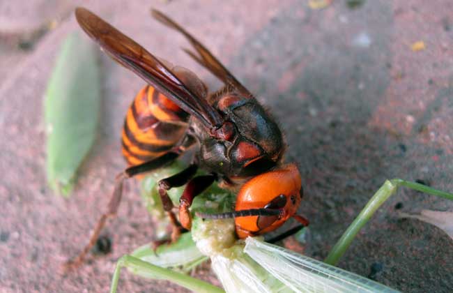 松丹二号与松丹一号哪个好（松丹一号蜂王与松丹二号蜂王区别）