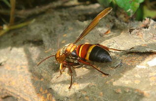 松丹二号与松丹一号哪个好（松丹一号蜂王与松丹二号蜂王区别）