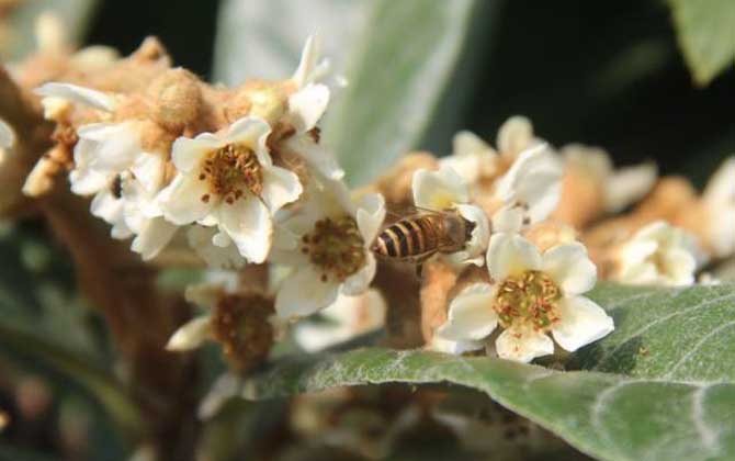 什么是枇杷蜜 – 枇杷蜜介绍