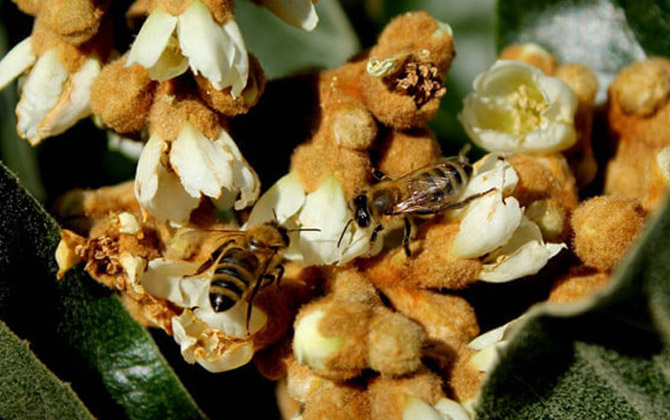 什么是枇杷蜜 – 枇杷蜜介绍