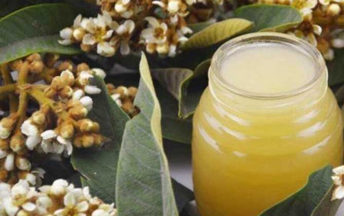 什么是枇杷蜜 – 枇杷蜜介绍