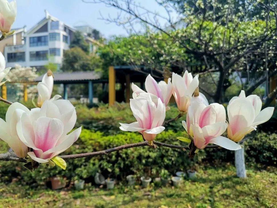 什么是工蜂交尾群 – 交尾群是什么意思