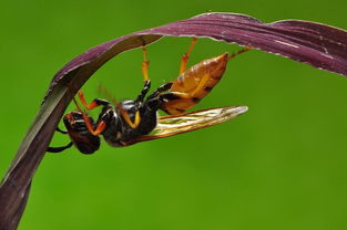 什么是工蜂交尾群 – 交尾群是什么意思