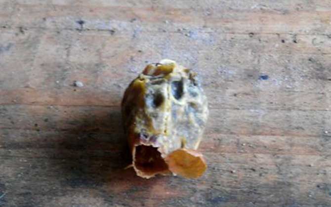 人造王台几天封盖(急造王台几天封盖几天出台)