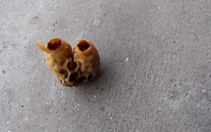 人造王台几天封盖(急造王台几天封盖几天出台)