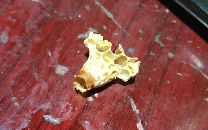 人造王台几天封盖(急造王台几天封盖几天出台)