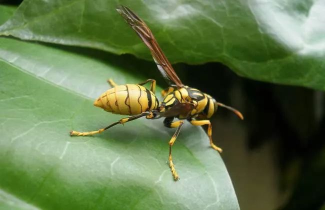 引蜂水(诱蜂水)是用哪几种东西配成的(黑尾胡蜂诱蜂水怎么配)