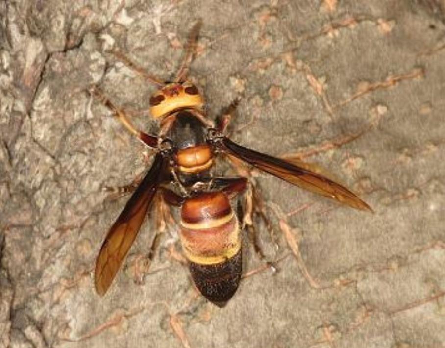 东北黑蜂都有哪几种(东北黑蜂介绍蜂)