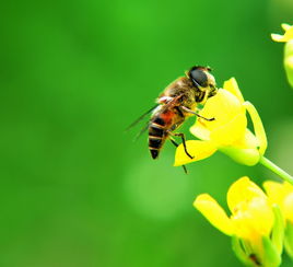 国蜂213与松丹一号比较(怎样选择蜜蜂品种)
