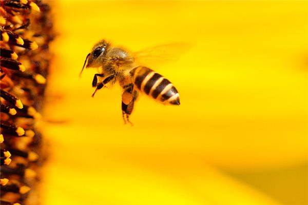 国蜂213与松丹一号比较(怎样选择蜜蜂品种)