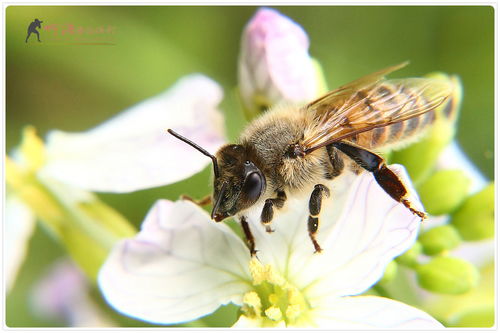 国蜂213与松丹一号比较(怎样选择蜜蜂品种)